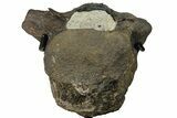 Hadrosaur (Hypacrosaur) Cervical Vertebra - Montana #131995-2